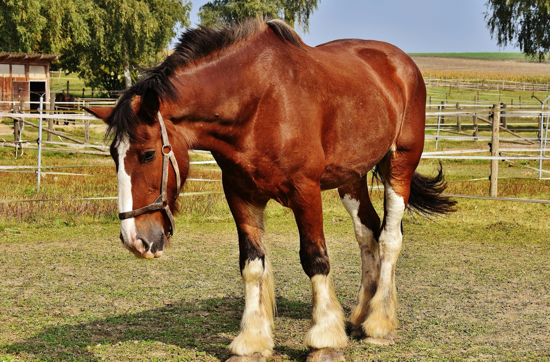 Equine healing