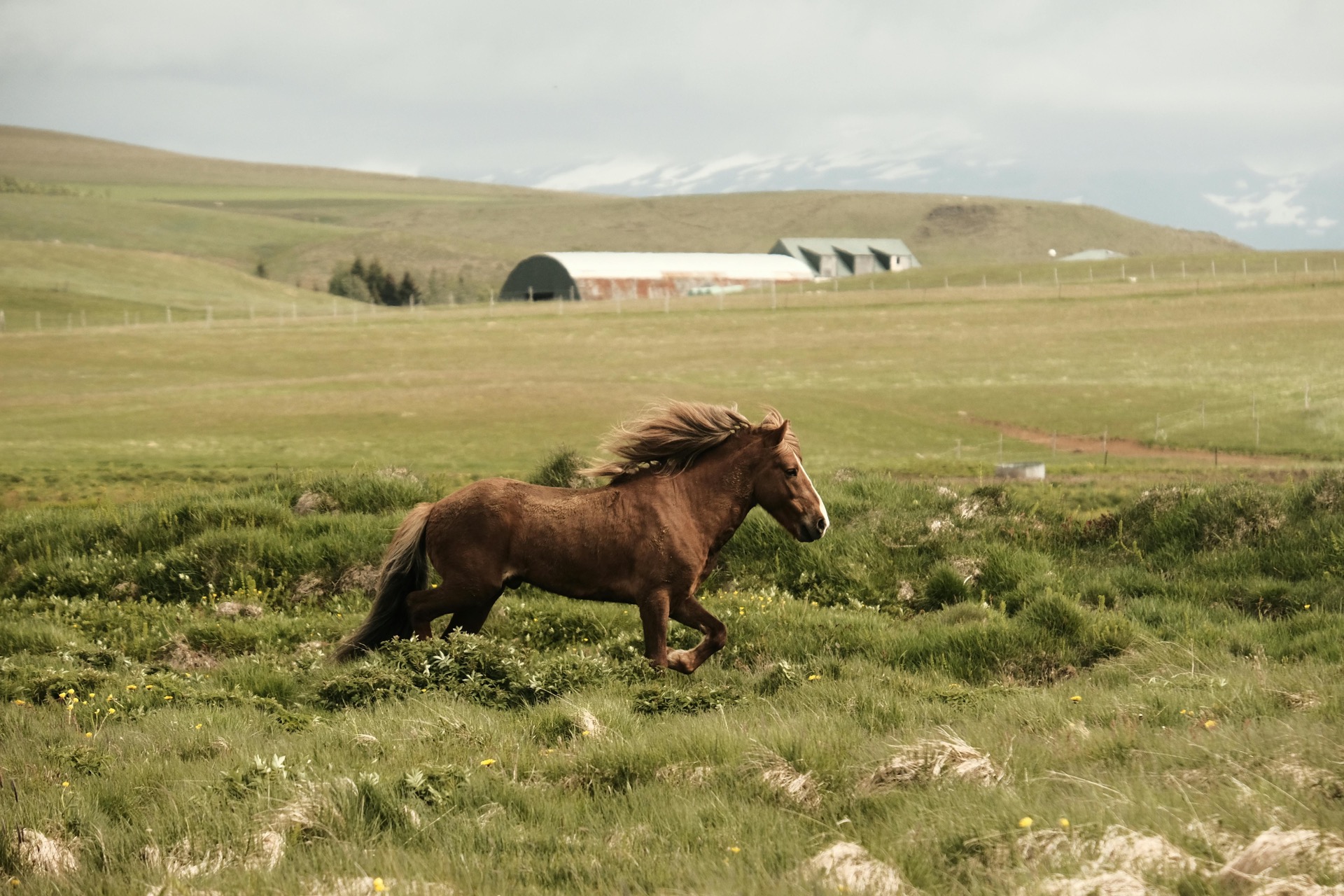 Child with horse