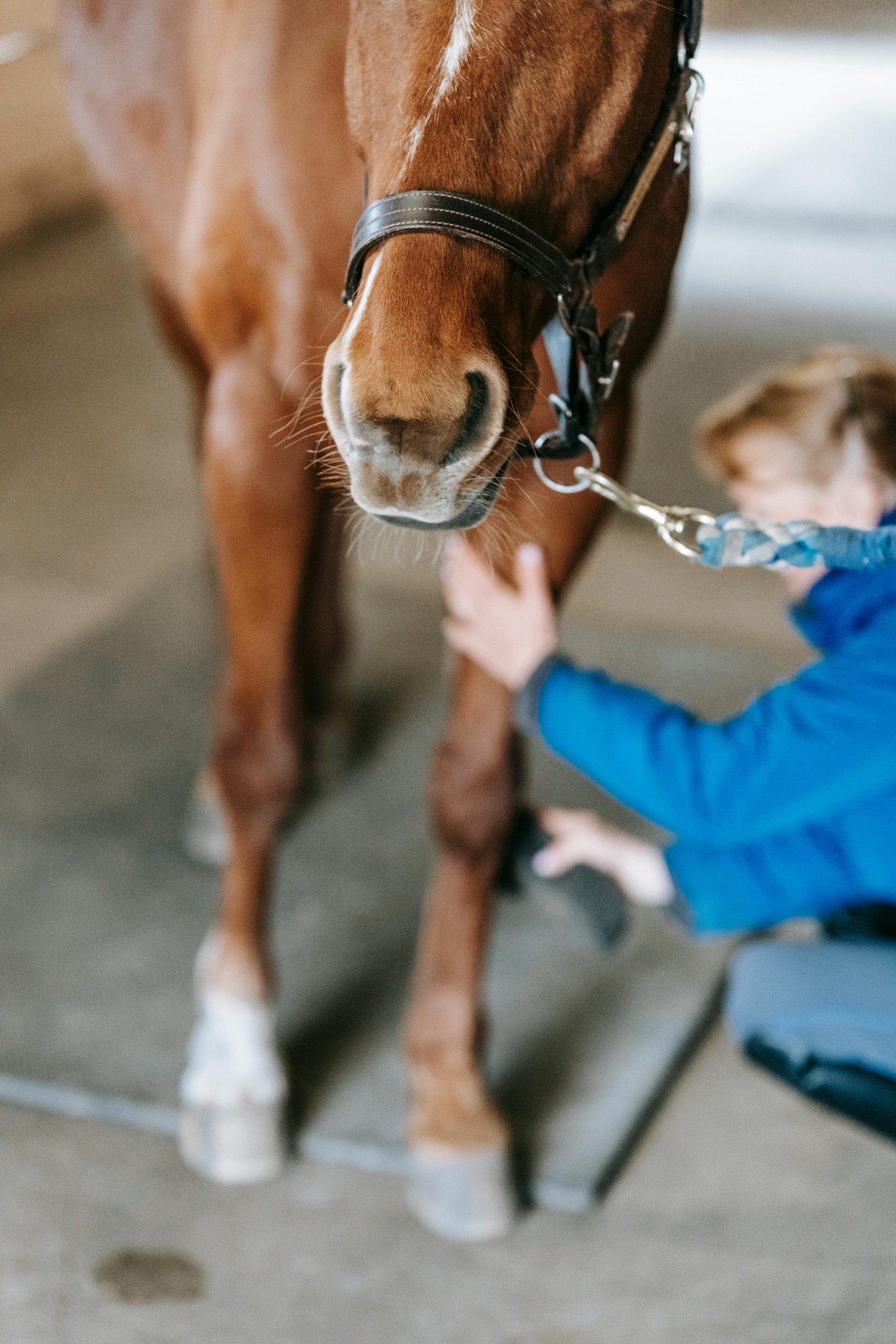 Equine healing therapy