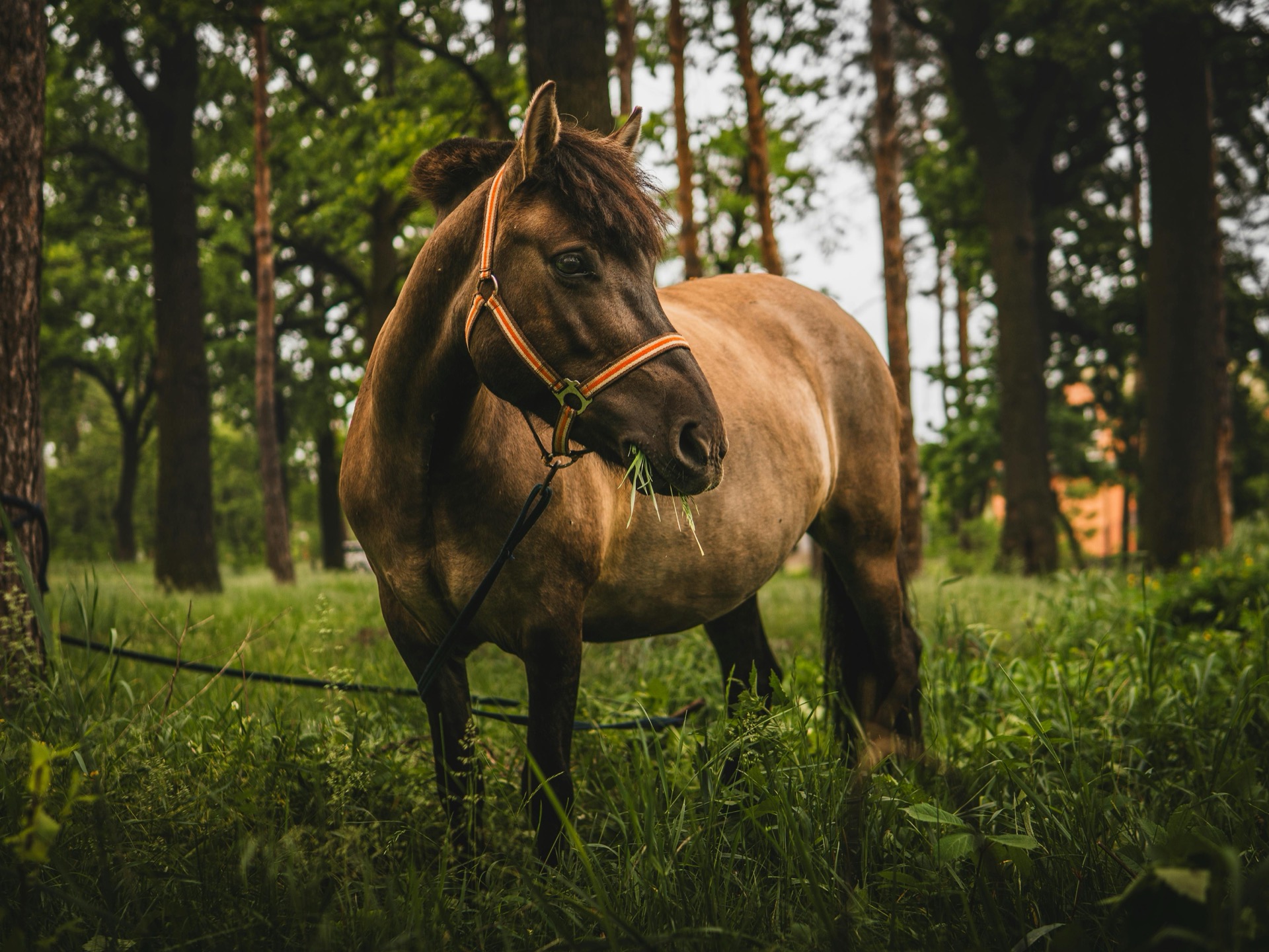 Equine & Canine Therapy